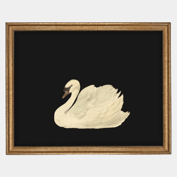 Swan Still Life