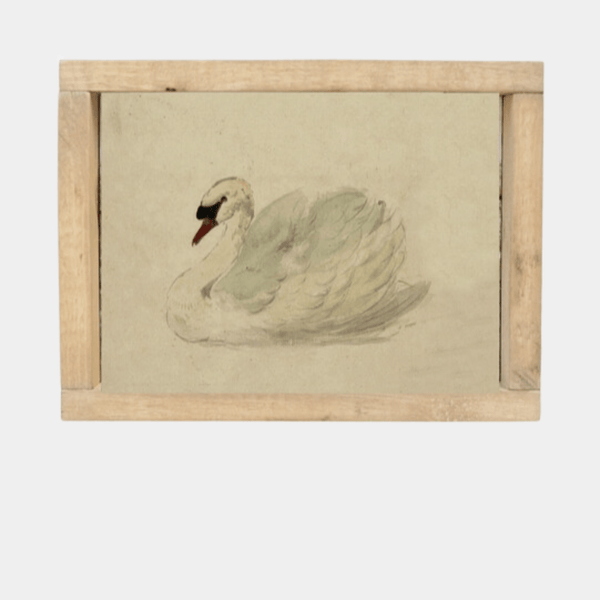 Vintage Framed Print: White Swan