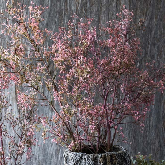 Privet Stems