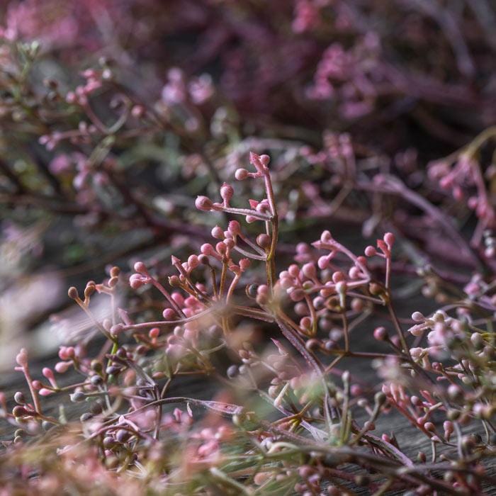 Privet Stems