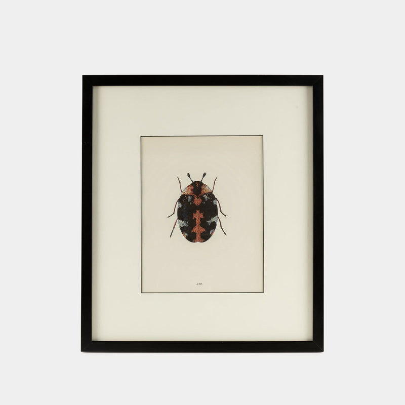 Framed Bug Prints