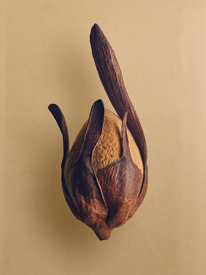 The Hidden Beauty of Seeds & Fruits