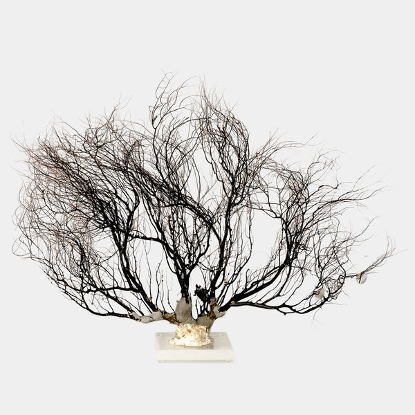 Natural Sea fan on lucite base front view