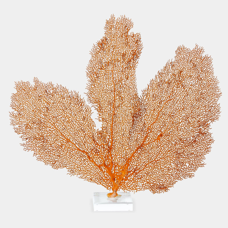 Coral sea fan on lucite base front view 